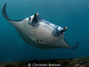 Manta Ray
Another Manta Ray on the fantastic divesite on... by Christian Nielsen 